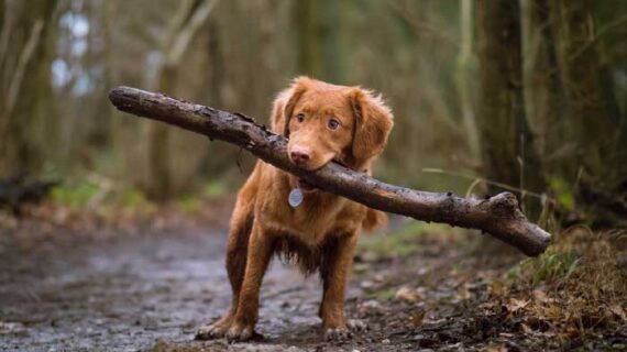 WHY DO DOGS LIKE BONES AND OTHER NATURAL CHEWS?