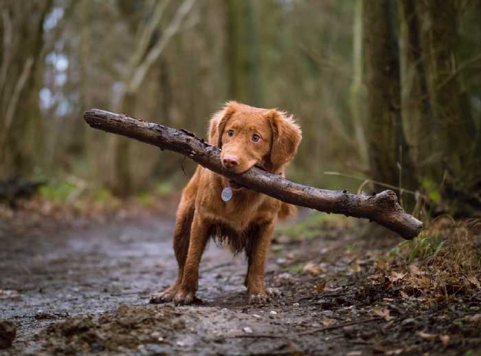 WHY DO DOGS LIKE BONES AND OTHER NATURAL CHEWS?